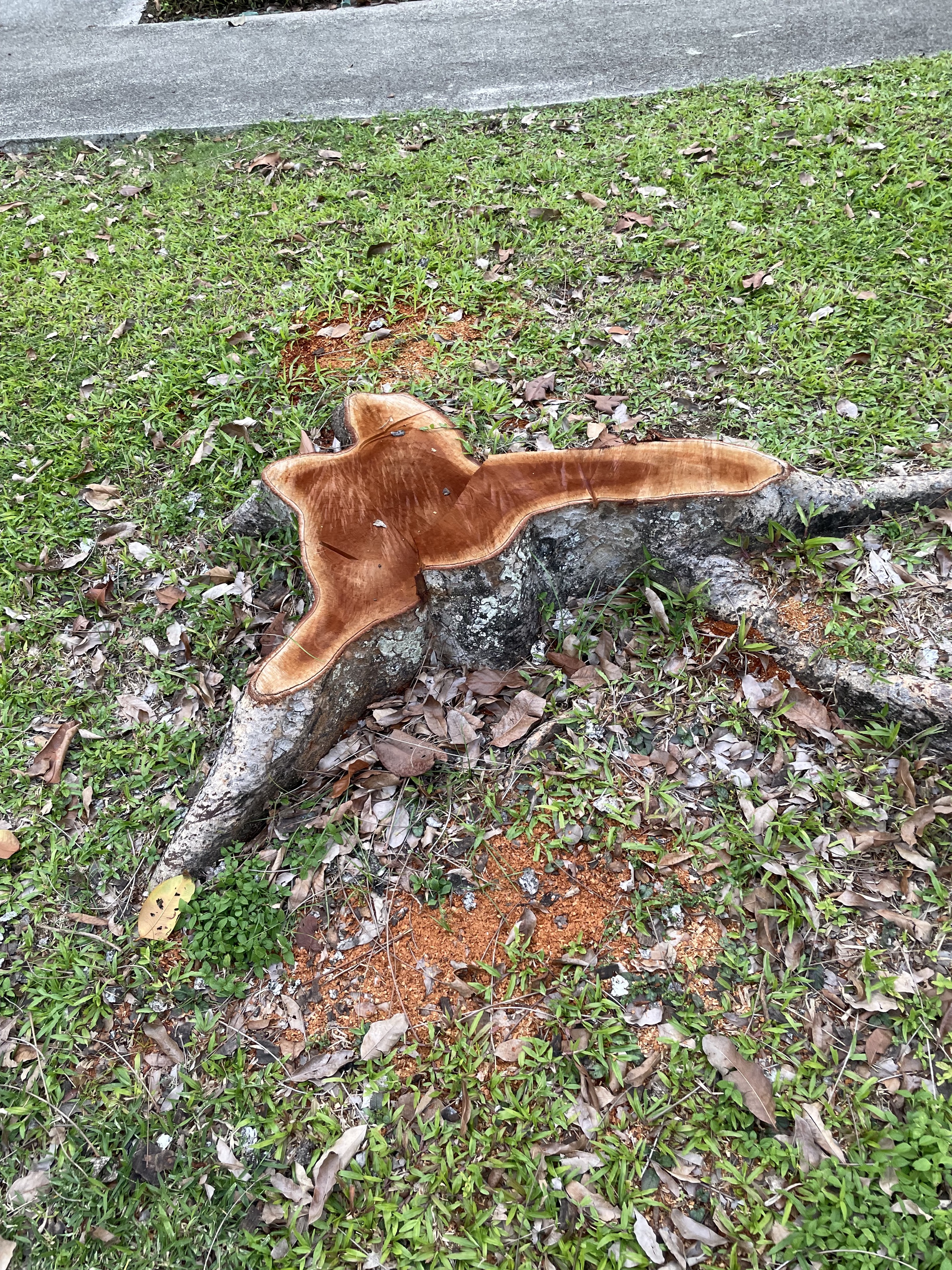 A freshly cut tree stump beside a path in Singapore