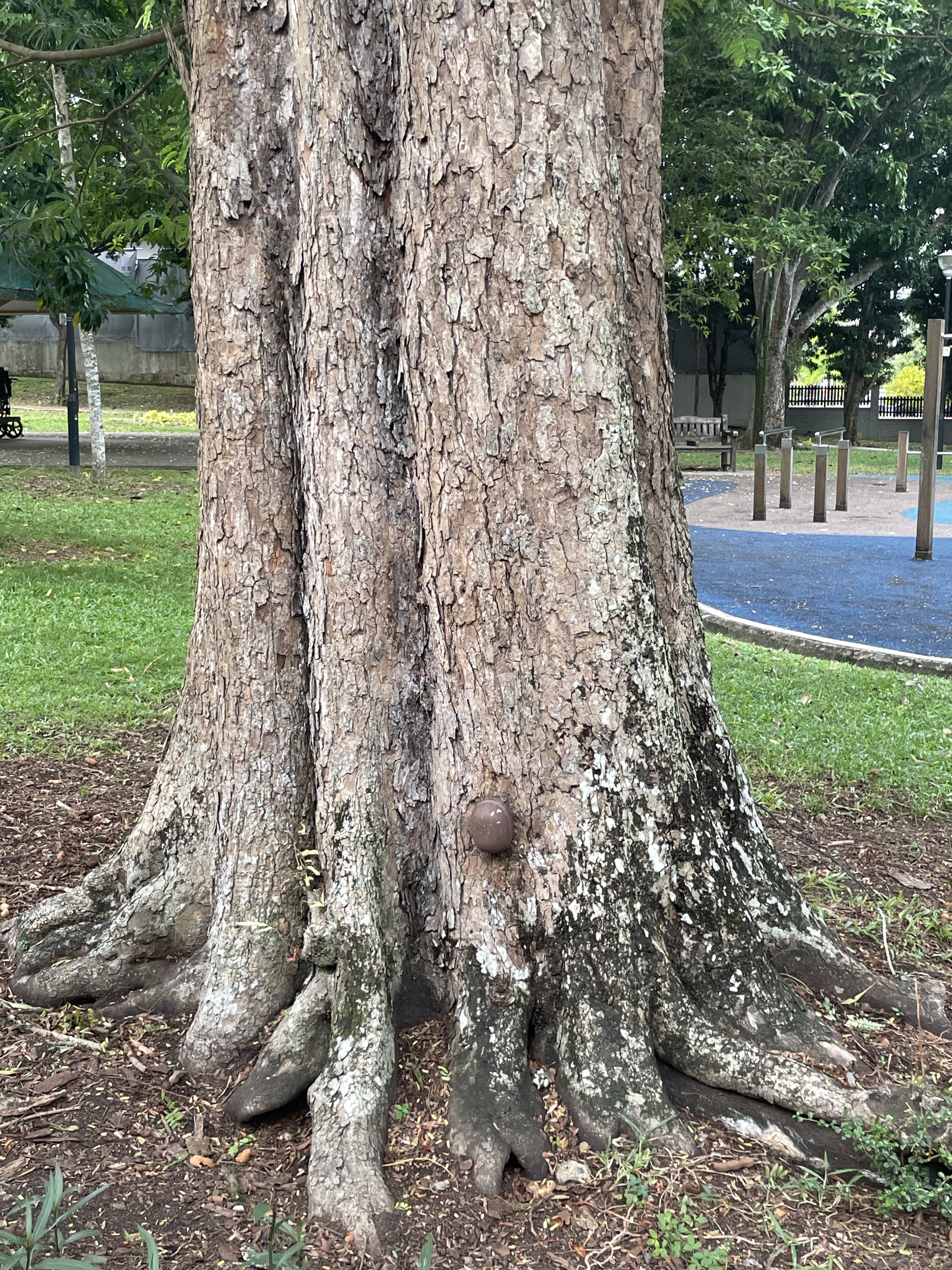 A tree tilt sensor mounted near the base of a mature tree