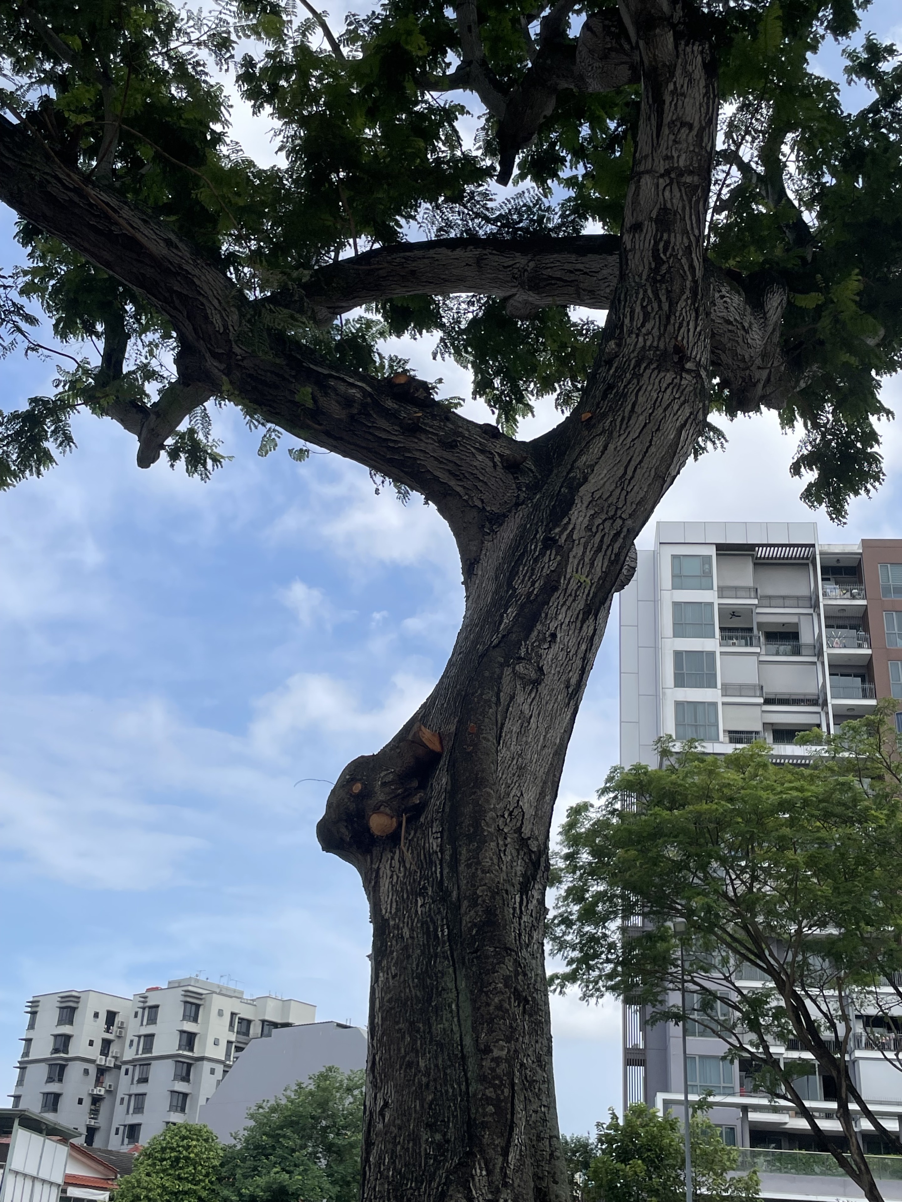 A mature urban tree after heavy pruning near apartment buildings